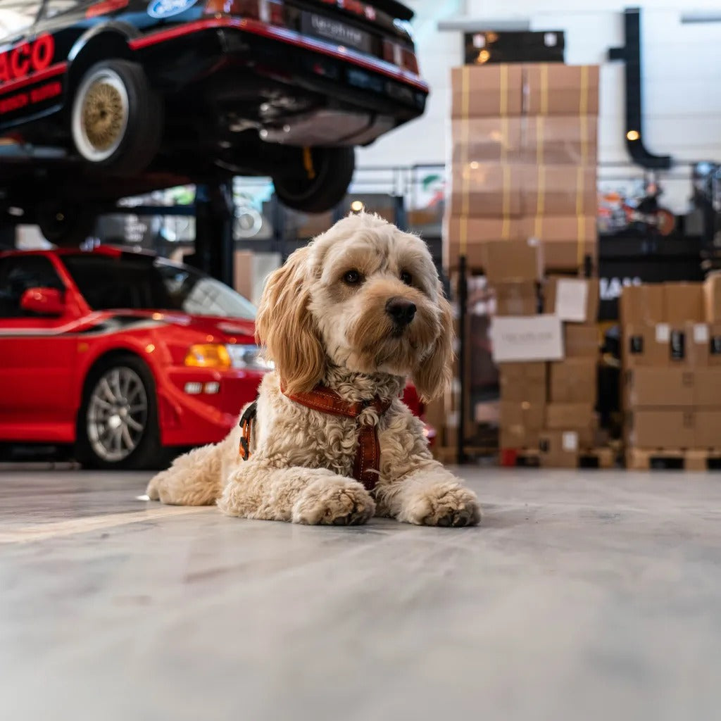 Djurschampo Tershine Furrify - Pet Shampoo, 500ml